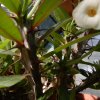 Euphorbia milii